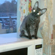 Схема вышивки «кошка»