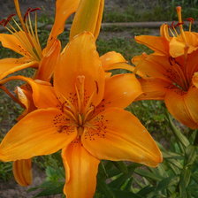 Схема вышивки «Лилии»