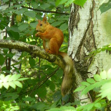 Схема вышивки «Белочка»