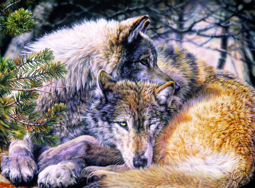 Волки - природа, животные - оригинал