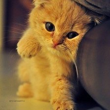 Схема вышивки «кот»