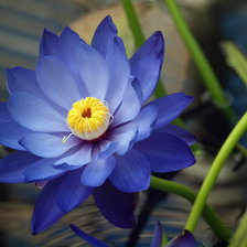 Схема вышивки «Лазуритовый цветок»