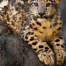 Схема вышивки «Леопардик»