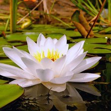 Схема вышивки «лотос»