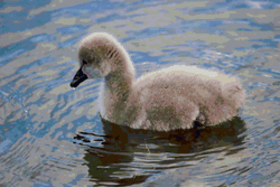 гадкий утёнок - лебедь, птицы, гусь, птенец, утка - предпросмотр