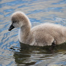 Схема вышивки «гадкий утёнок»