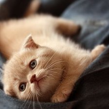 Схема вышивки «№103187»