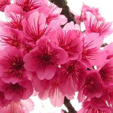 Схема вышивки «№103209»