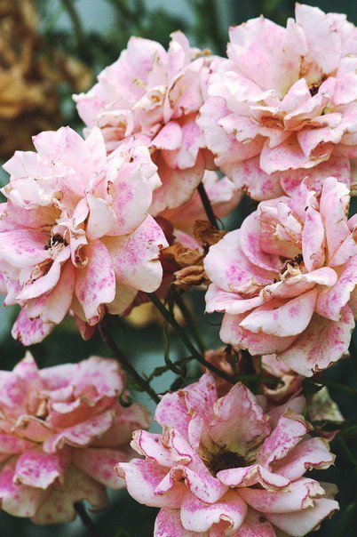 №103216 - розы, картина, цветы - оригинал