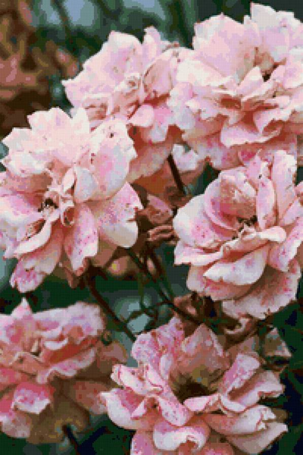 №103216 - картина, цветы, розы - предпросмотр