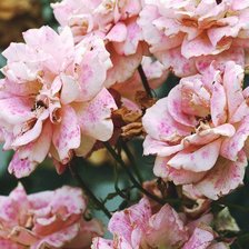 Схема вышивки «№103216»