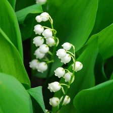 Схема вышивки «№103224»