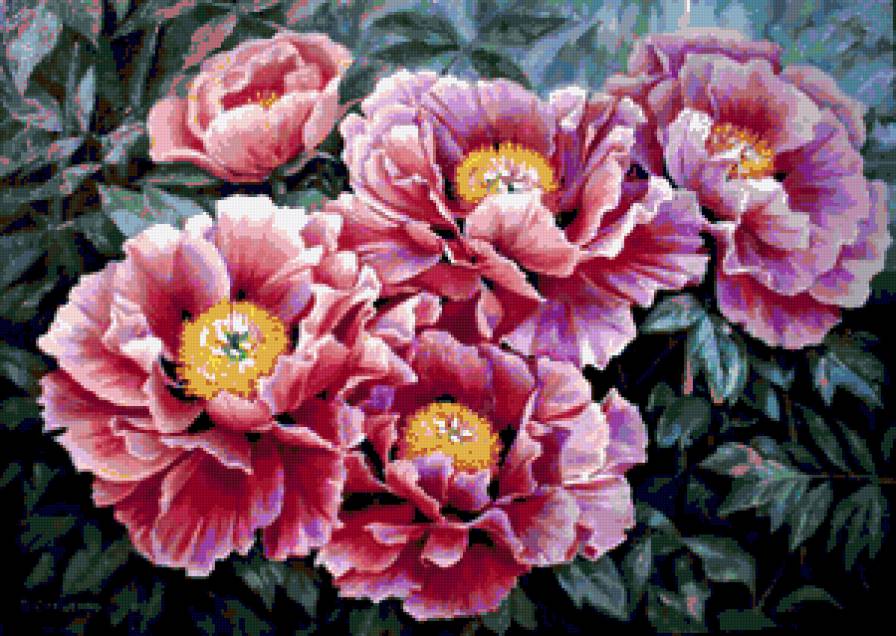 Пионы - пионы, цветы, весенние цветы, цветочки - предпросмотр