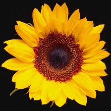 Схема вышивки «Подсолнух»