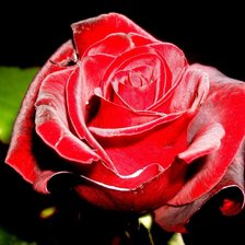 Схема вышивки «Красная роза»