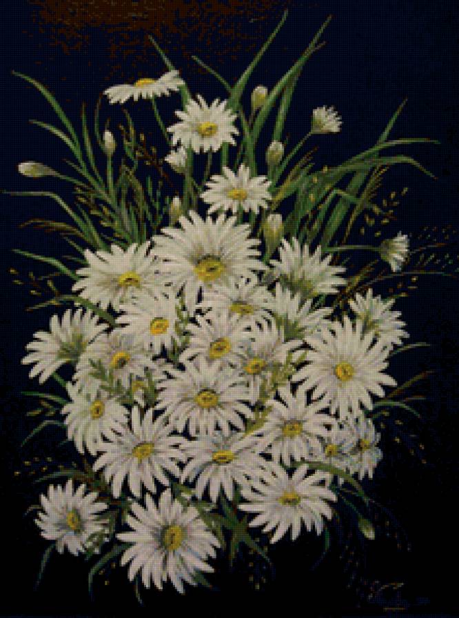 Ромашки на черном фоне - цветы, ромашка - предпросмотр