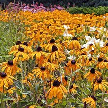 Схема вышивки «цветы»