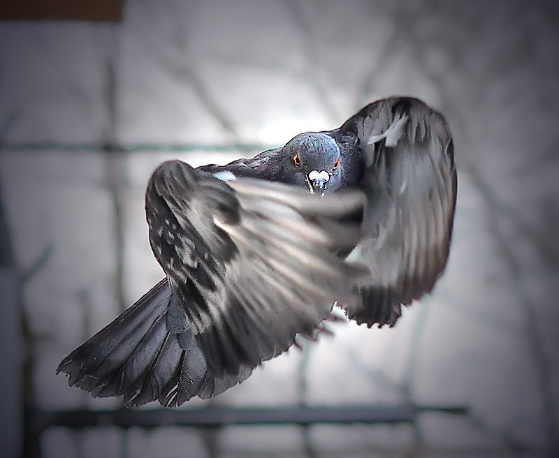 птица - птица, крылья - оригинал