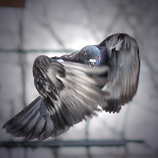 Схема вышивки «птица»