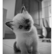 Схема вышивки «Кися»