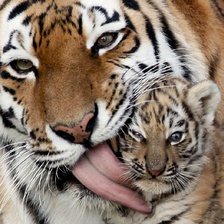 Схема вышивки «№104006»