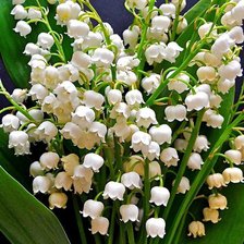 Схема вышивки «№104012»