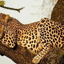 Схема вышивки «№104016»