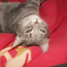 Схема вышивки «№104036»