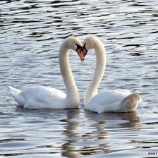 Схема вышивки «Нежность»