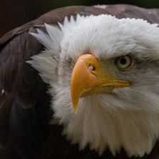 Схема вышивки «Орел»