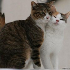 Схема вышивки «Кошачья любовь»