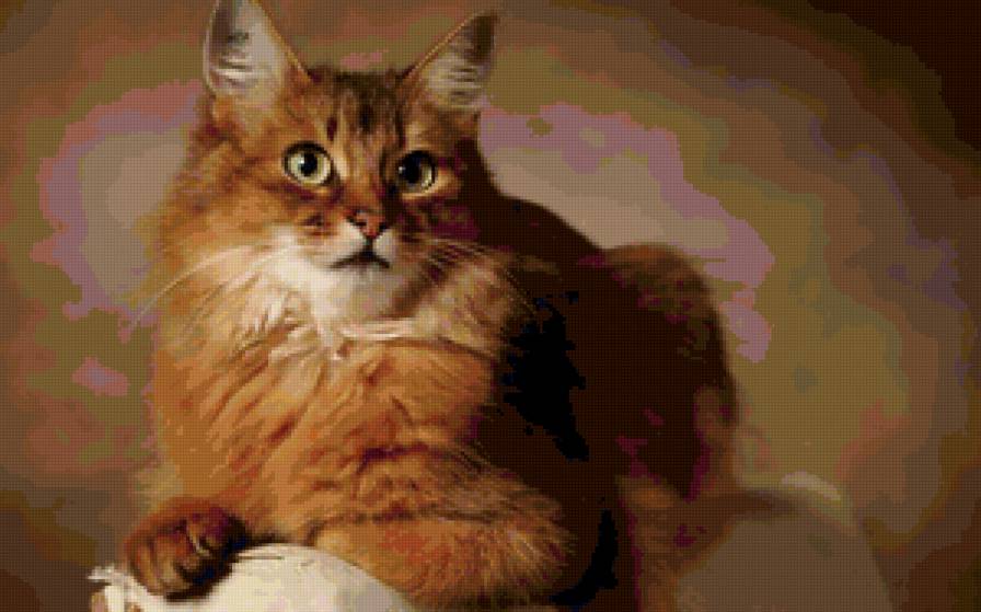 Рыжее чудо - животные, кошки - предпросмотр