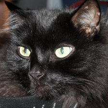 Схема вышивки «Кот МАРКИЗ»