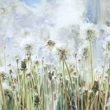 Одуванчики