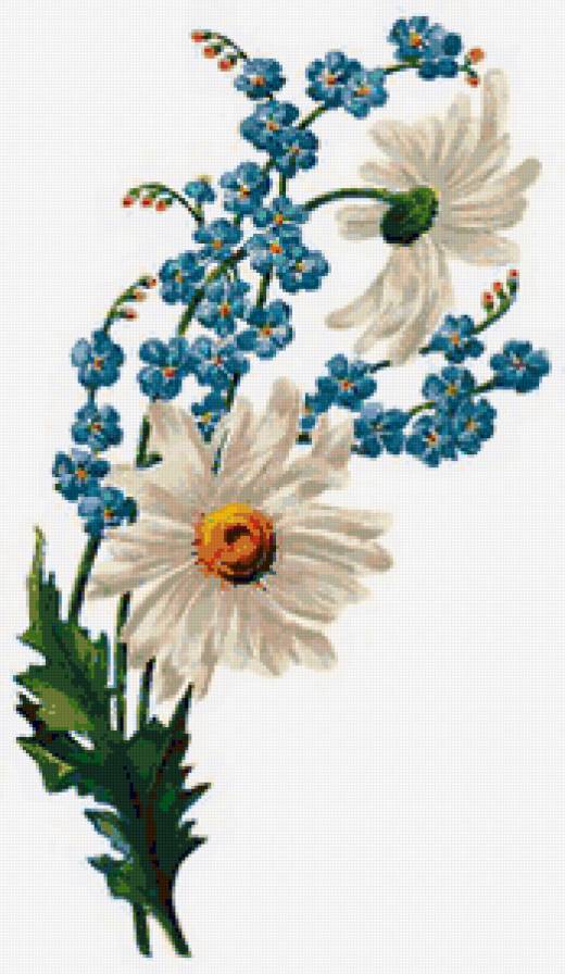 Ромашки и незабудки - ретро, ромашка, ромашки, букет, незабудка, незабудки, цветы - предпросмотр