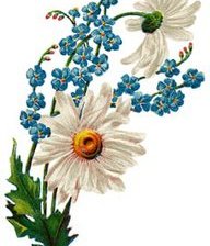 Схема вышивки «Ромашки и незабудки»