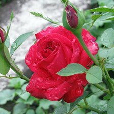 Схема вышивки «после дождя»