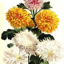 Схема вышивки «Хризантемы»