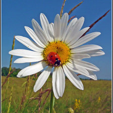 Схема вышивки «Ромашка»