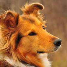 Схема вышивки «Колли»