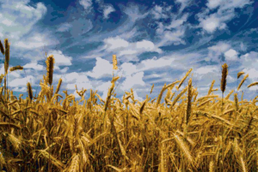 полюшко - рожь, колос, поле - предпросмотр