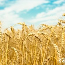 Схема вышивки «Рожь»