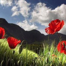 Схема вышивки «маки»