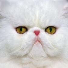 Схема вышивки «Белый кот»