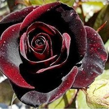 Схема вышивки «Роза»