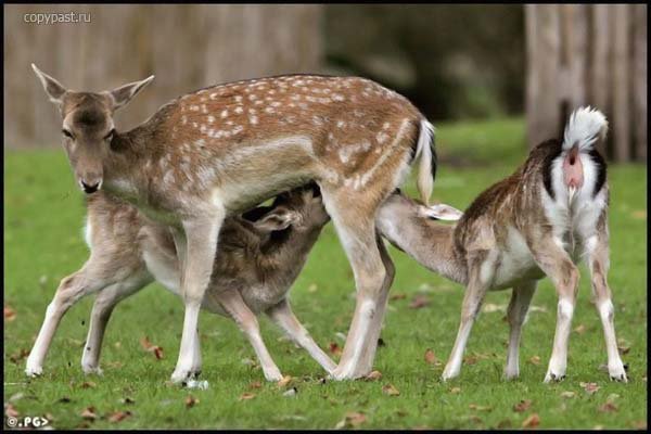 Вкусный обед - животные, олени - оригинал