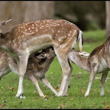 Схема вышивки «Вкусный обед»