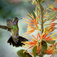 Схема вышивки «Колибри»