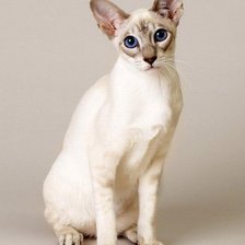 белая кошечка