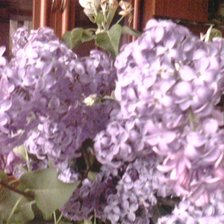 Схема вышивки «сирень»